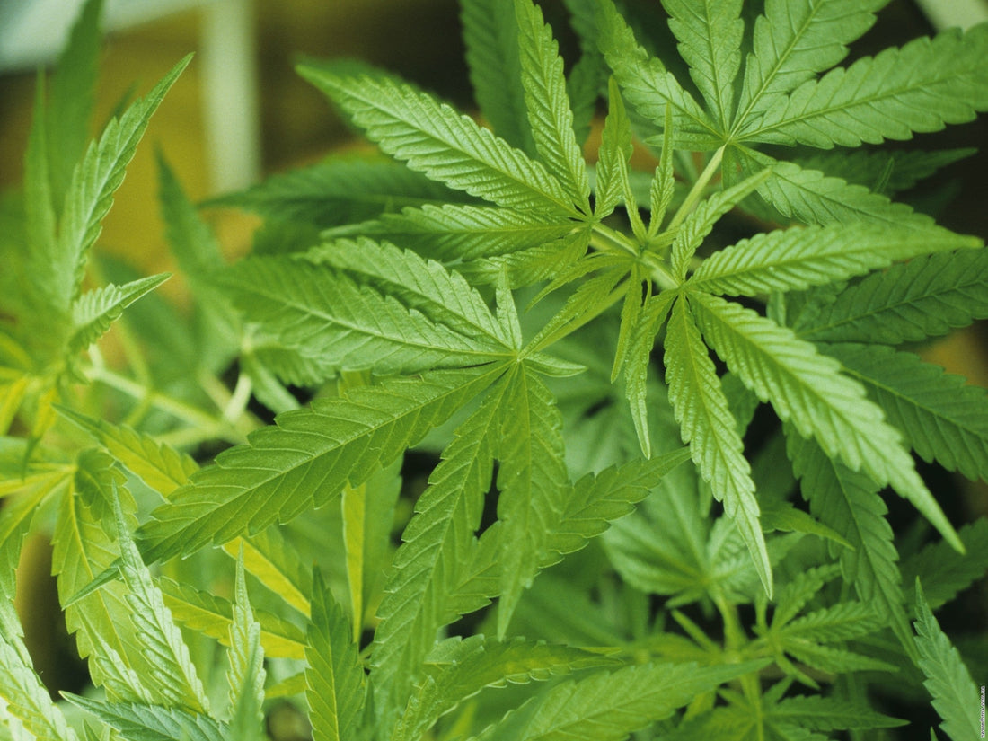 Ipsum dolor sit amet lorem